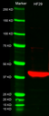 WB-Streptavidin (HRP) (np156148)