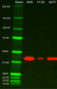 WB-Streptavidin (HRP) (np156148)