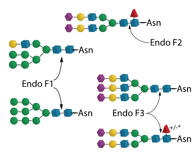 Endo F Multi-Kit