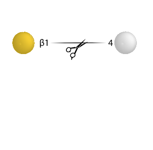 Beta Galactosidase