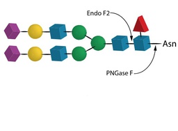 Endo F2