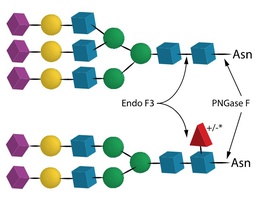 Endo F3