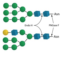 Endo-H