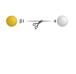 Beta Galactosidase