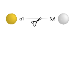 Alpha Galactosidase