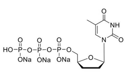 ddTTP (10mM)