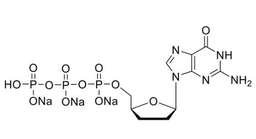 ddGTP (10mM)